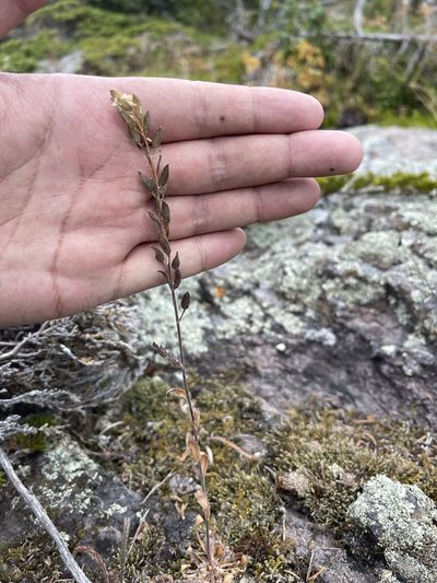 Draba arabisans, photographed by Brandon Corder