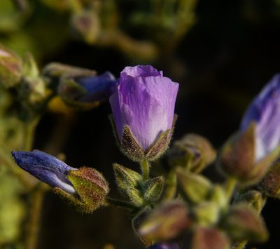 Cristaria glaucophylla, photographed by Nicolás Villaseca Merino