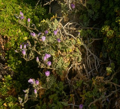 Cristaria glaucophylla, photographed by Nicolás Villaseca Merino