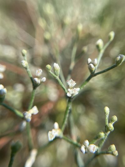 Eriogonum effusum, photographed by Stephen Hornbeck