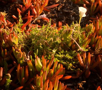 Oenothera acaulis, photographed by Nicolás Villaseca Merino