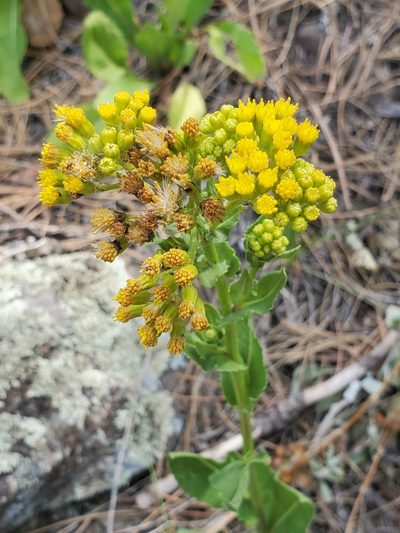Senecio rapifolius, photographed by Craig Martin