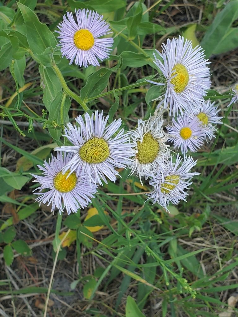 Erigeron subtrinervis, photographed by Craig Martin