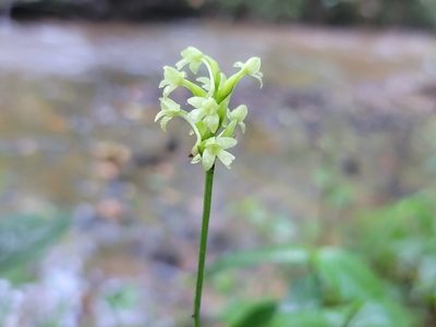 Platanthera clavellata, photographed by Elias