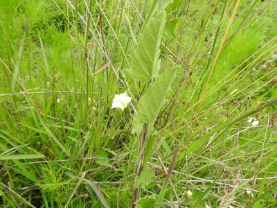 Convolvulus crenatifolius, photographed by Oscar Alejandro Morales Juárez