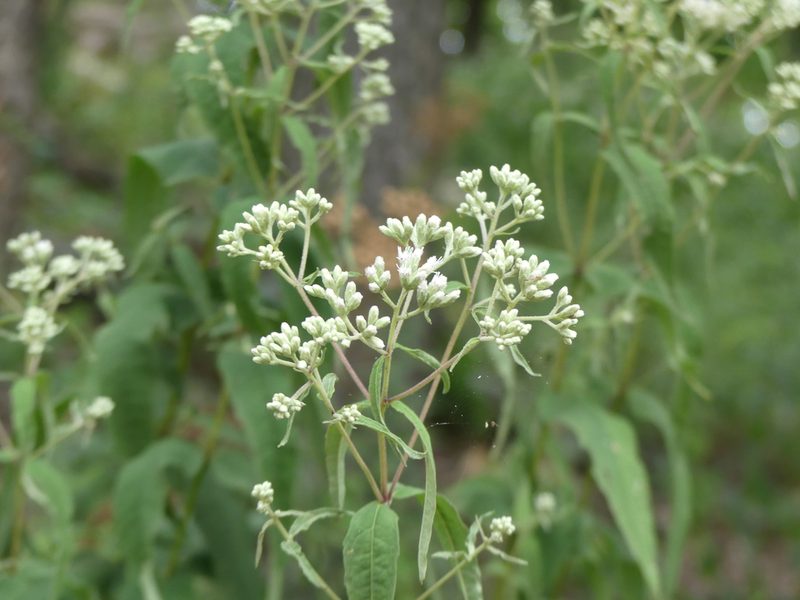 Eupatorium sessilifolium, photographed by botanygirl