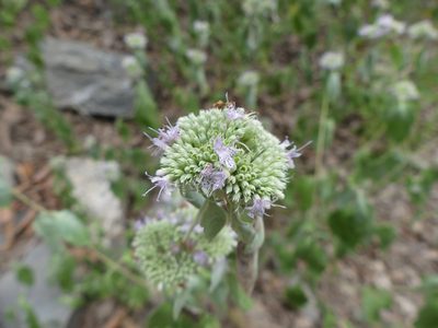 Pycnanthemum incanum, photographed by botanygirl