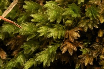 Aulacomnium heterostichum, photographed by Dan Riley