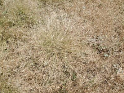 Aristida purpurea, photographed by Craig Martin