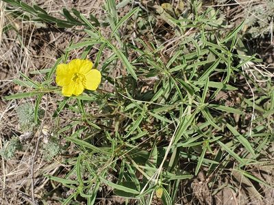 Oenothera serrulata, photographed by Craig Martin