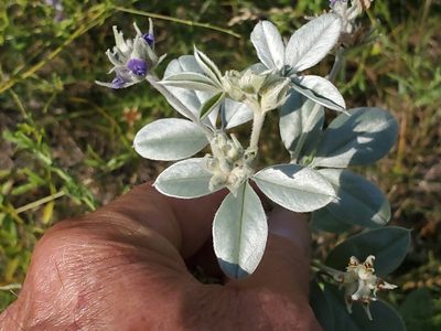 Pediomelum argophyllum, photographed by Craig Martin