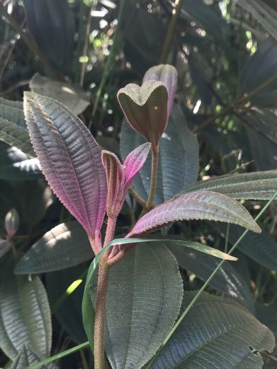 Miconia cataractae, photographed by Nicolás Baresch Uribe