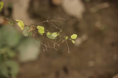 Sidastrum paniculatum, photographed by Ruth Gutiérrez Oliveros
