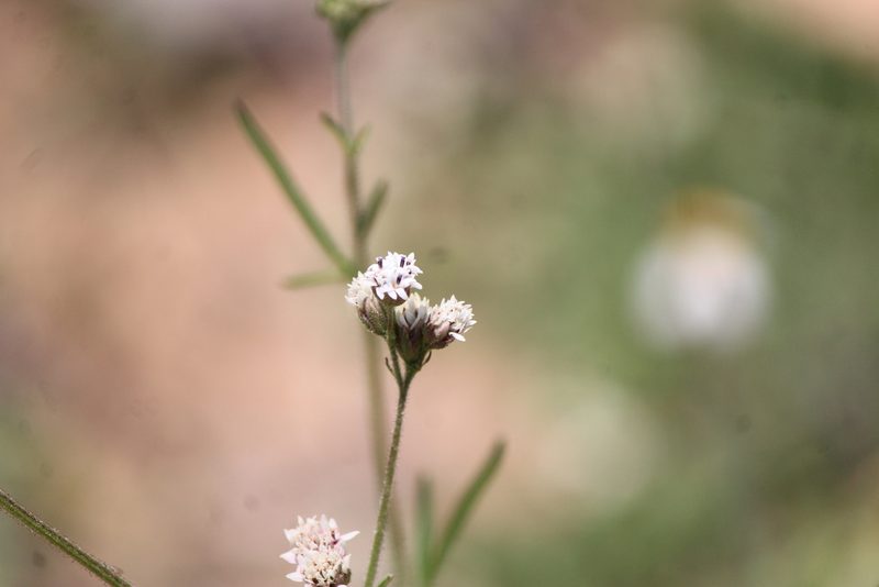 Florestina pedata, photographed by José Belem Hernández Díaz