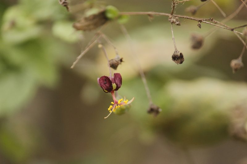 Sidastrum paniculatum, photographed by Ruth Gutiérrez Oliveros