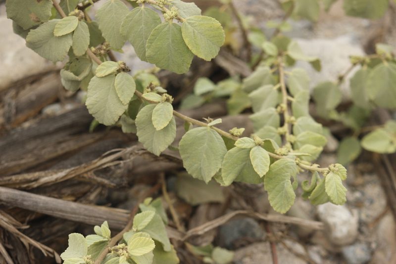 Waltheria ovata, photographed by Ruth Gutiérrez Oliveros