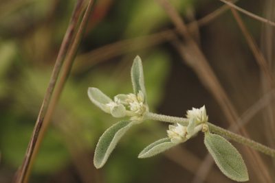 Alternanthera halimifolia