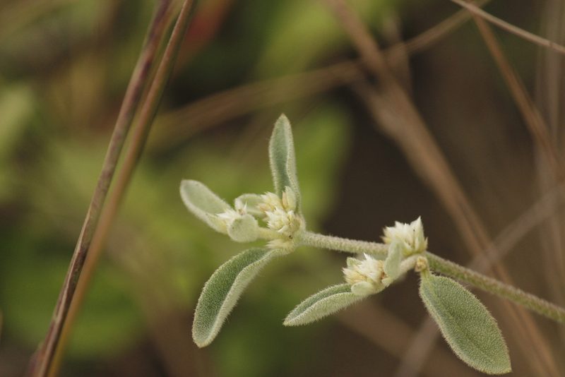 Alternanthera halimifolia, photographed by Ruth Gutiérrez Oliveros