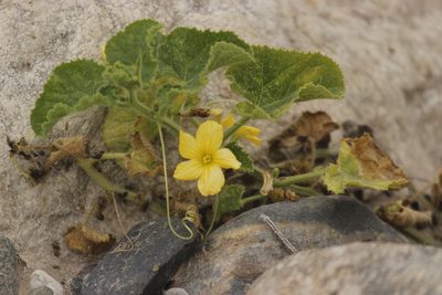 Cucumis dipsaceus, photographed by Ruth Gutiérrez Oliveros