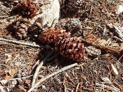 Pinus longaeva, photographed by joergmlpts