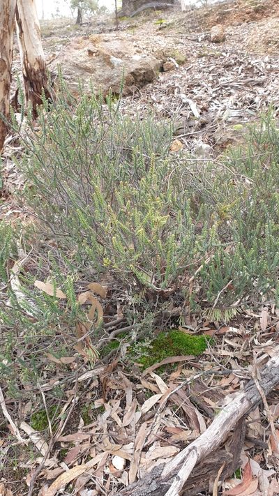 Acrotriche depressa, photographed by Rosalie Lawrence