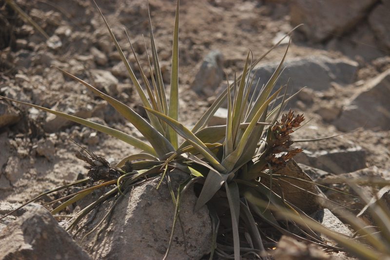 Tillandsia latifolia, photographed by Ruth Gutiérrez Oliveros