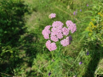 Achillea asiatica, photographed by Valentin Kosterin