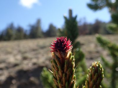 Pinus longaeva, photographed by joergmlpts