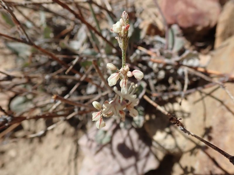 Eriogonum rupinum, photographed by joergmlpts