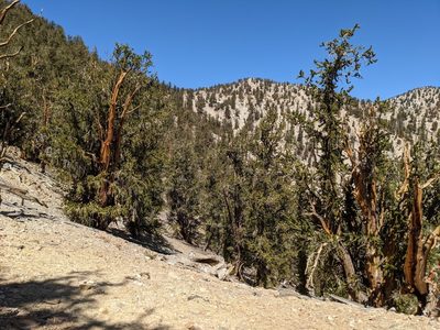 Pinus longaeva, photographed by joergmlpts