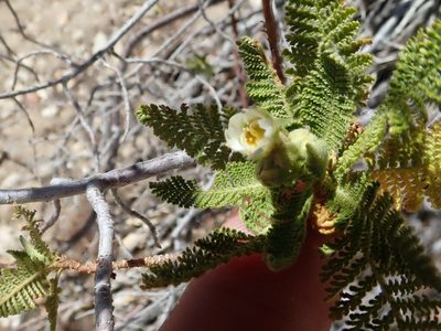 Chamaebatiaria millefolium, photographed by joergmlpts