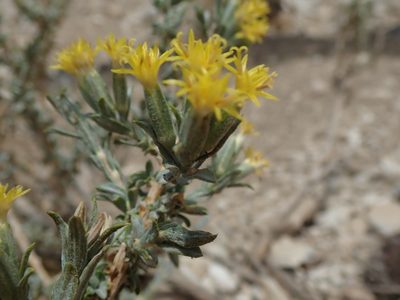 Tetradymia canescens, photographed by joergmlpts