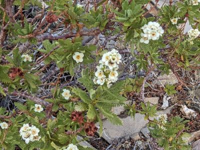 Chamaebatiaria millefolium, photographed by joergmlpts