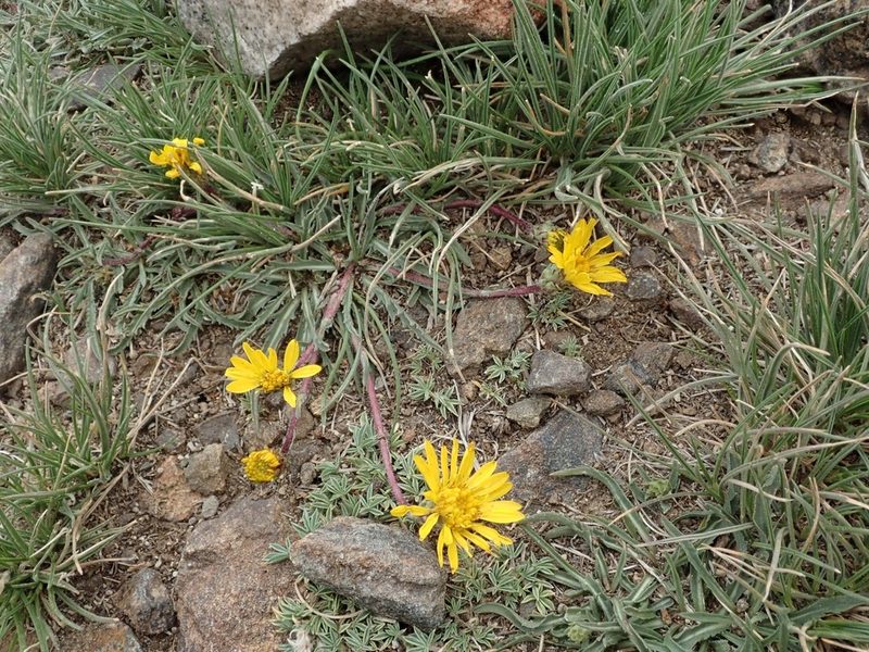 Pyrrocoma apargioides, photographed by joergmlpts