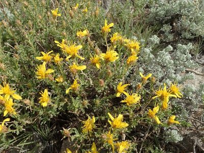 Ericameria suffruticosa, photographed by joergmlpts
