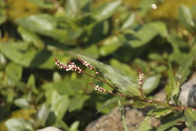 Persicaria hydropiperoides, photographed by Ruth Gutiérrez Oliveros