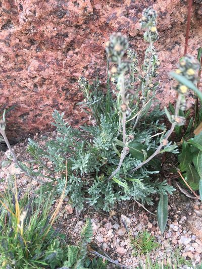 Artemisia scopulorum, photographed by Daniel Atha