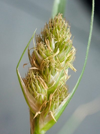 Carex athrostachya, photographed by Trevor Van Loon