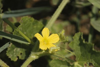 Cucumis dipsaceus, photographed by Ruth Gutiérrez Oliveros