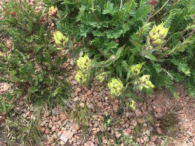Castilleja occidentalis, photographed by Daniel Atha
