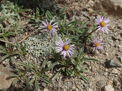 Erigeron pygmaeus, photographed by joergmlpts