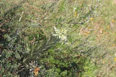 Echeveria bifida, photographed by José Belem Hernández Díaz