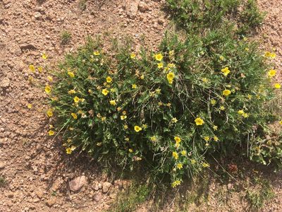 Geum rossii, photographed by Daniel Atha