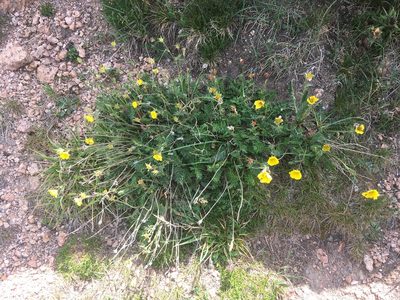 Geum rossii, photographed by Daniel Atha