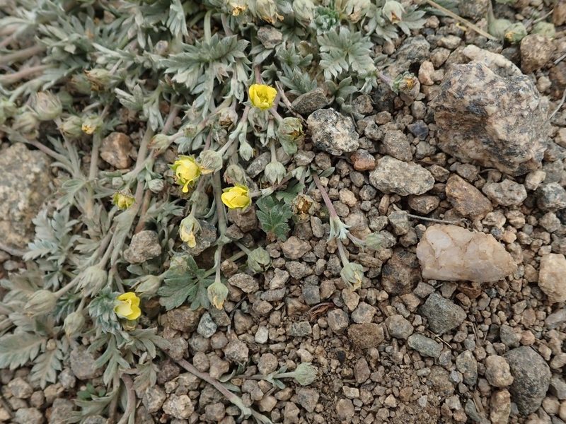 Potentilla pseudosericea, photographed by joergmlpts
