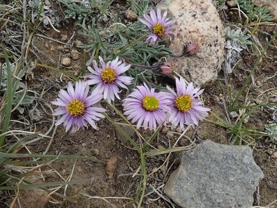 Erigeron pygmaeus, photographed by joergmlpts