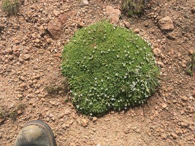 Cherleria obtusiloba, photographed by Daniel Atha