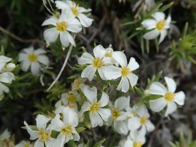Leptosiphon nuttallii, photographed by joergmlpts