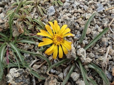 Pyrrocoma apargioides, photographed by joergmlpts