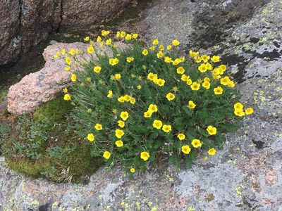 Geum rossii, photographed by Daniel Atha